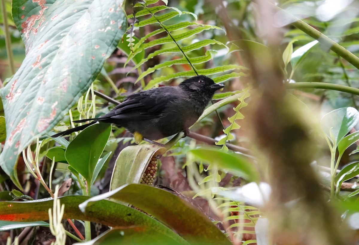 Yellow-thighed Brushfinch - ML637882989