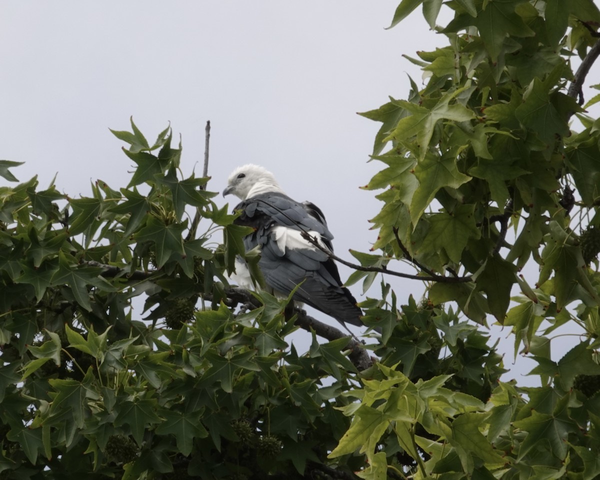 Swallow-tailed Kite - ML637883039