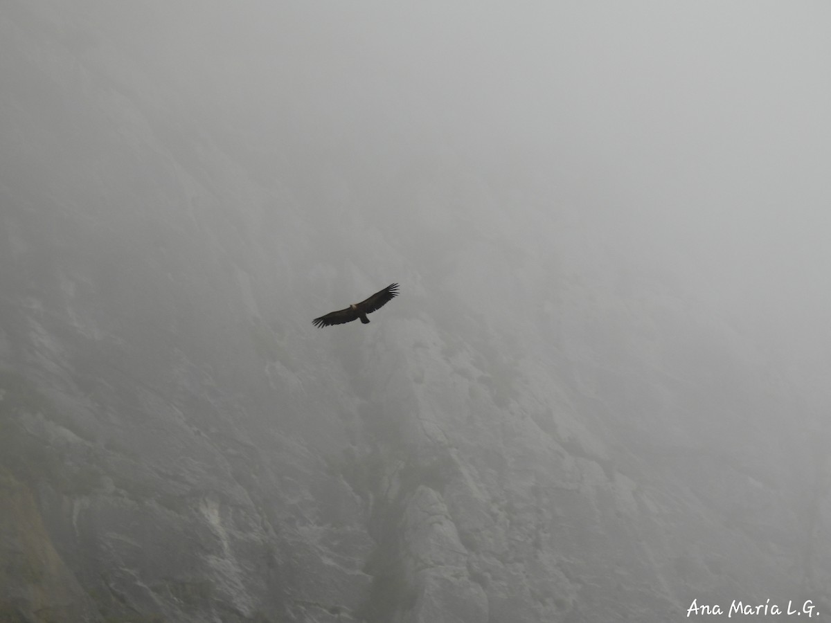 Eurasian Griffon - ML637883040
