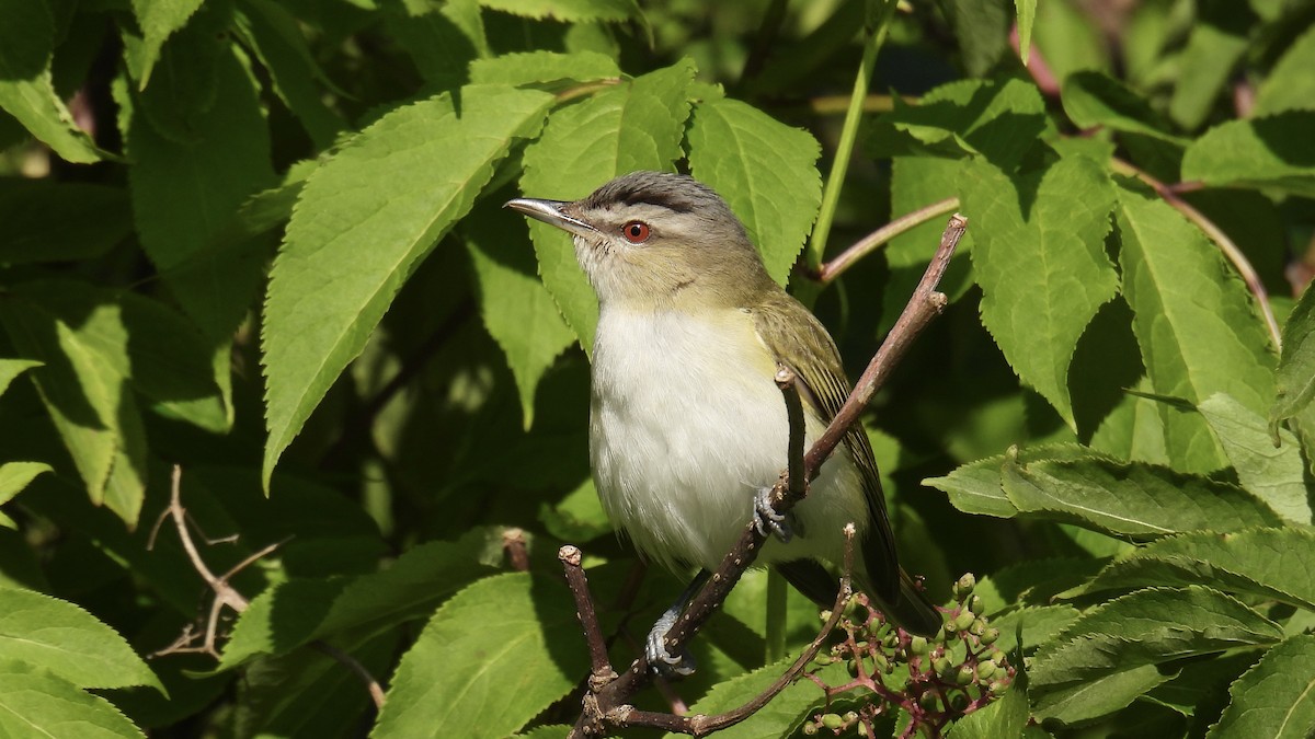 Red-eyed Vireo - ML637883144
