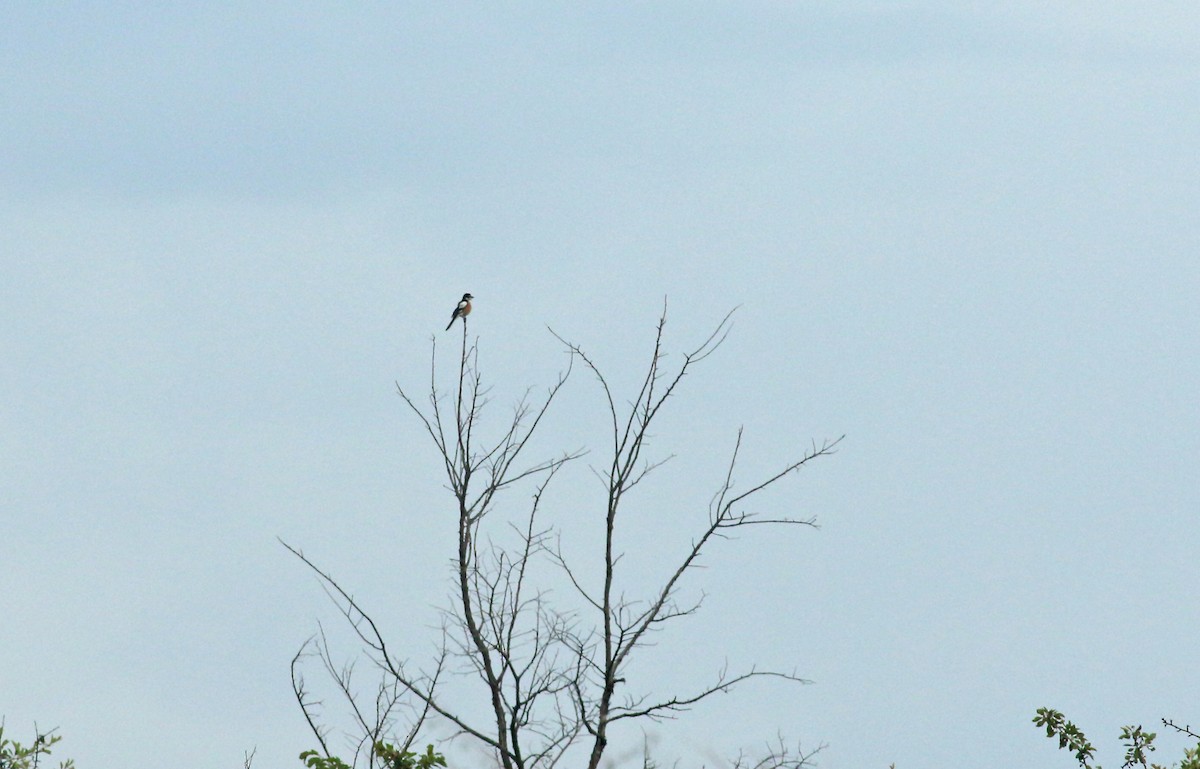 Masked Shrike - ML637883166
