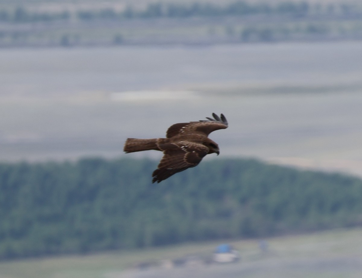Black Kite (Black-eared) - ML637883175