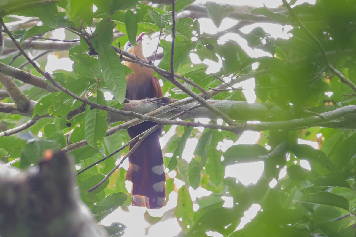 Black-bellied Cuckoo - ML637883218
