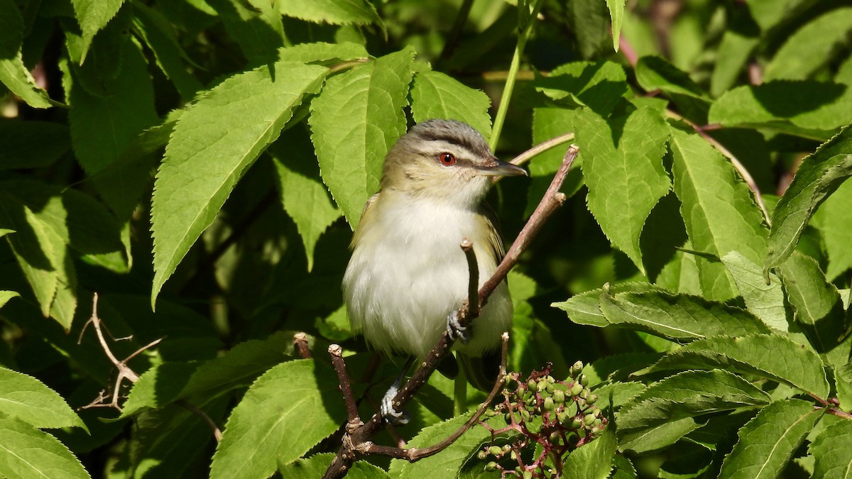 Red-eyed Vireo - ML637883245