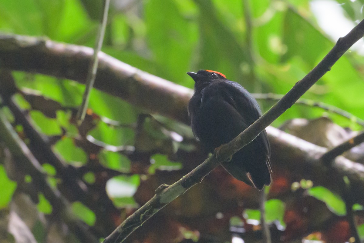 Blue-backed Manakin - ML637883256