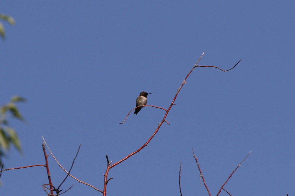 Black-chinned Hummingbird - ML637883263