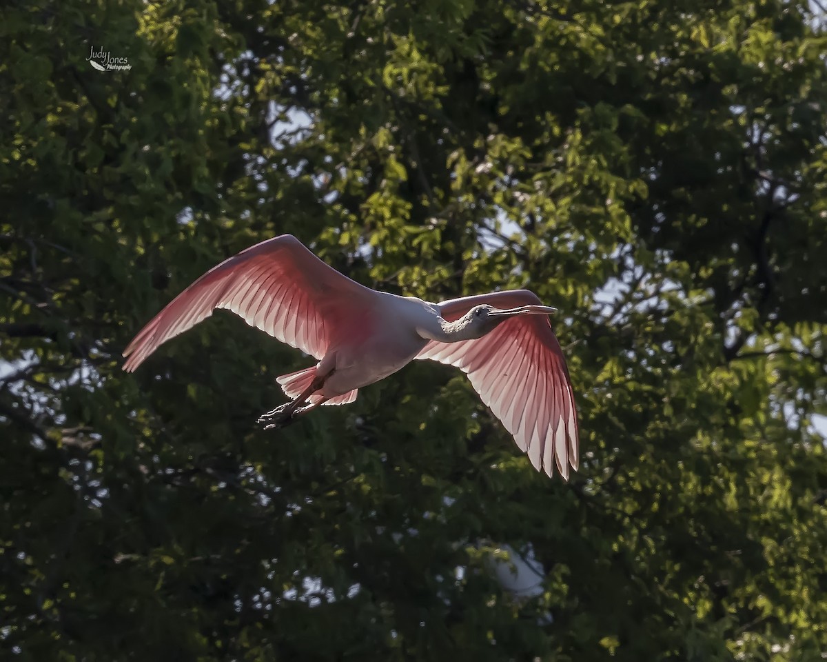 Roseate Spoonbill - ML637883265
