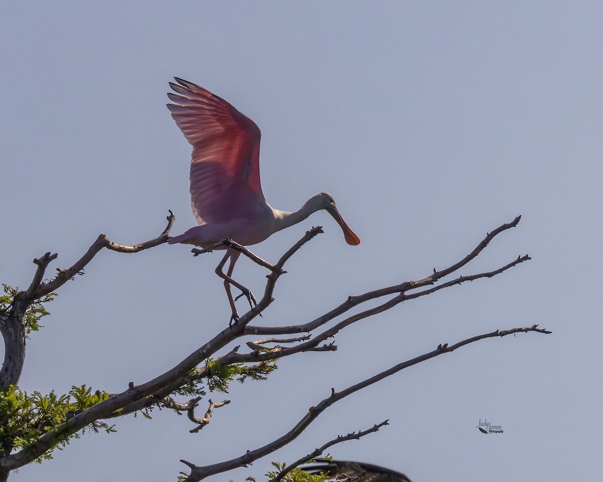Roseate Spoonbill - ML637883266