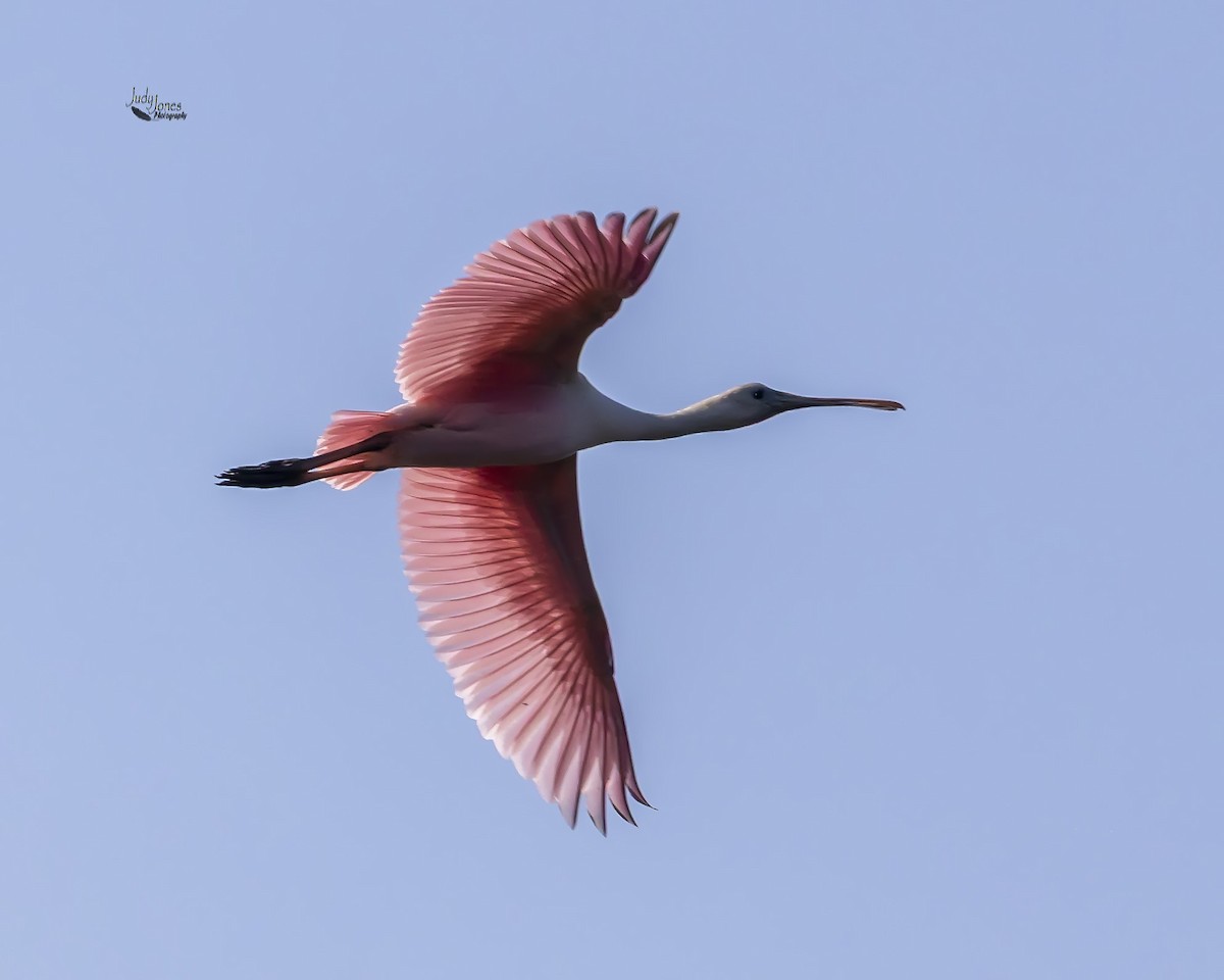 Roseate Spoonbill - ML637883267