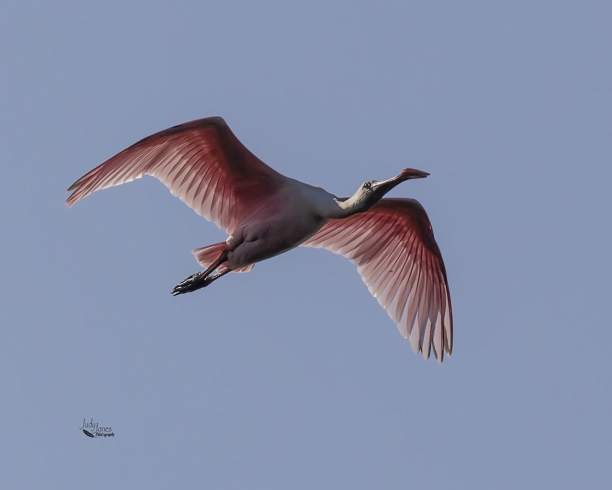Roseate Spoonbill - ML637883268