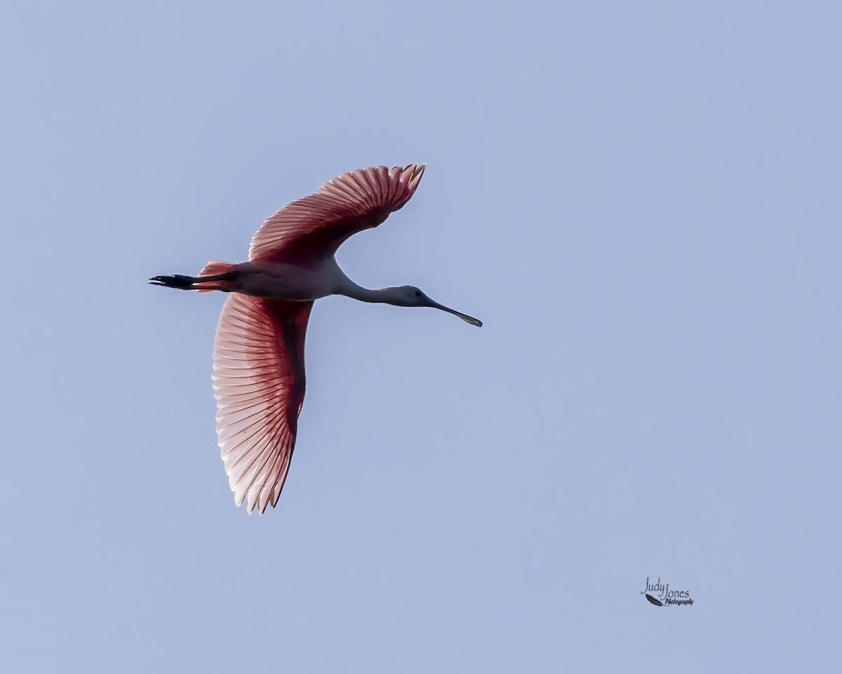 Roseate Spoonbill - ML637883270