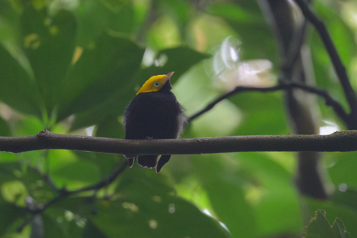 Golden-headed Manakin - ML637883271