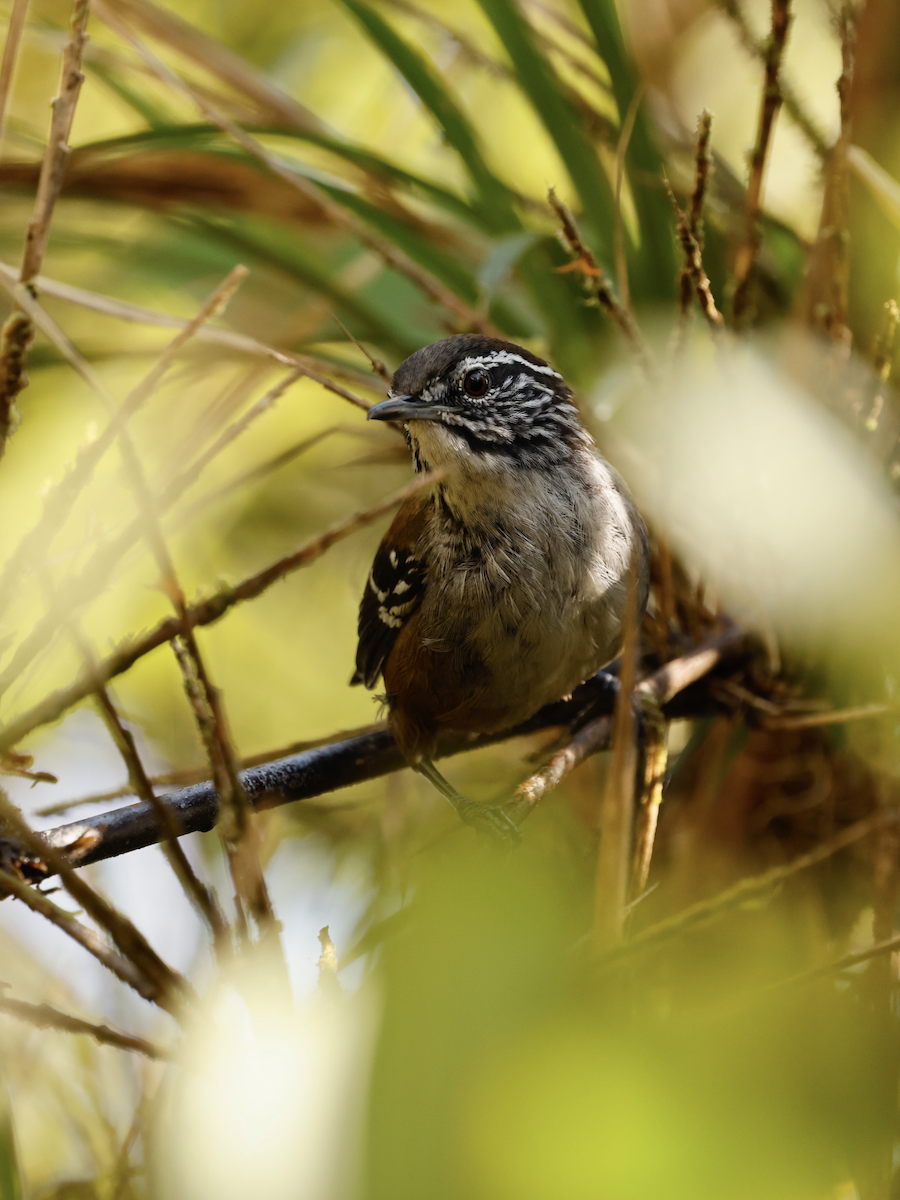 Bar-winged Wood-Wren - ML637883319