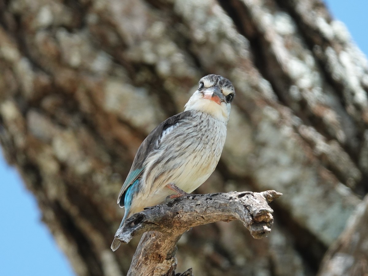 Striped Kingfisher - ML637883367