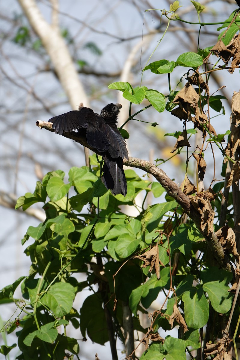 Ani à bec lisse - ML637883374