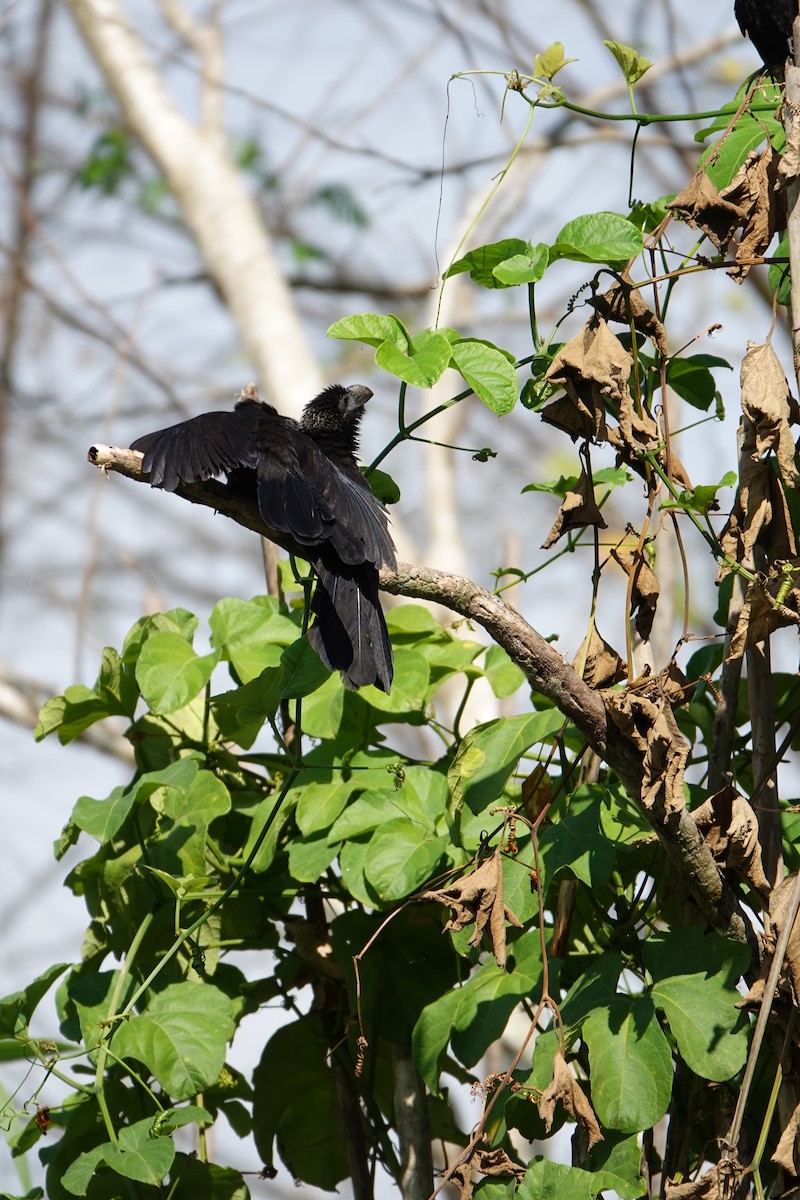 Ani à bec lisse - ML637883375