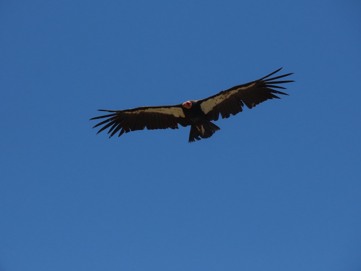 California Condor - ML637883399