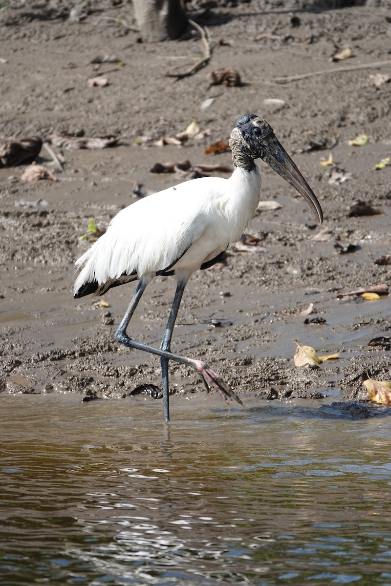 Tantale d'Amérique - ML637883402