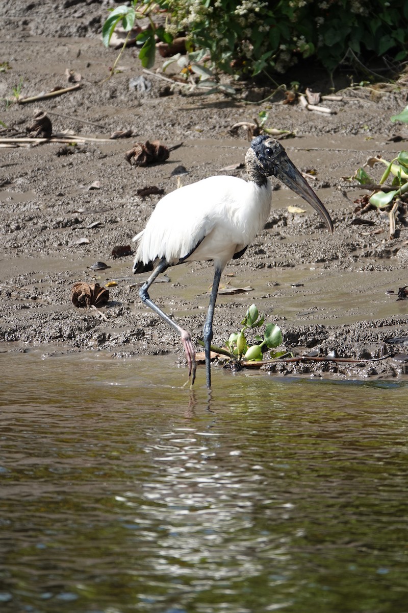 Tantale d'Amérique - ML637883403