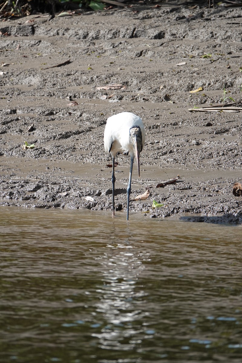 Tantale d'Amérique - ML637883404