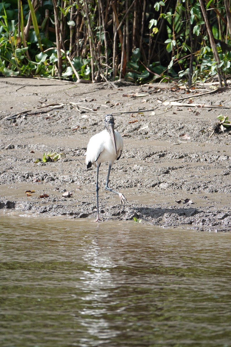 Tantale d'Amérique - ML637883405