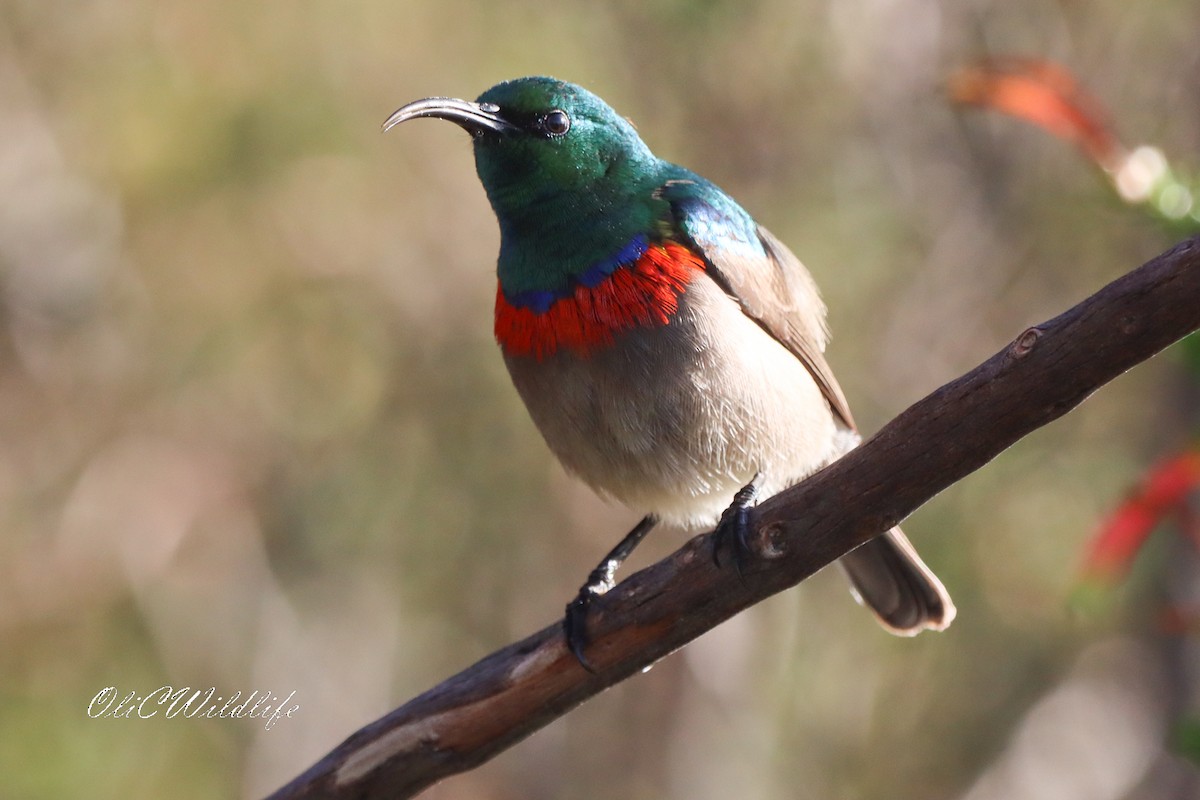 Southern Double-collared Sunbird - ML637883413