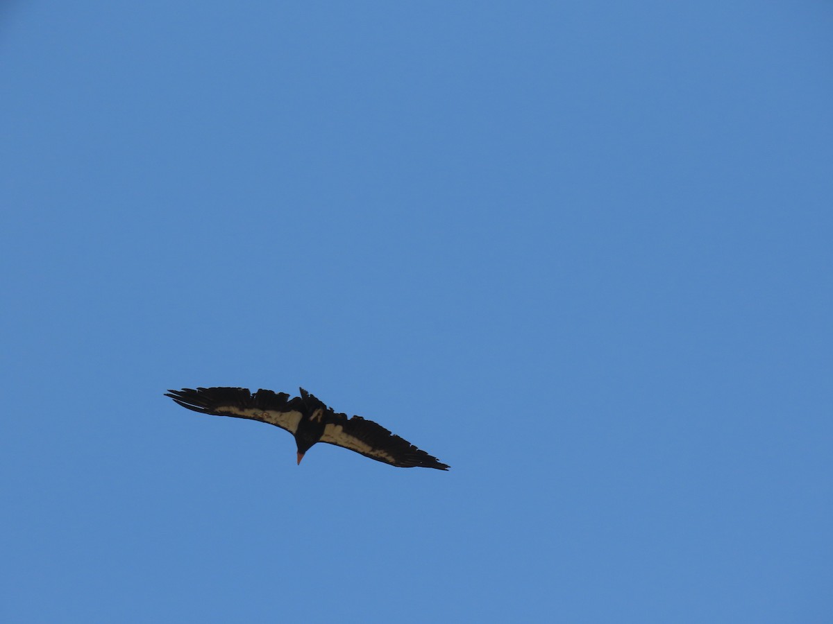 California Condor - ML637883433