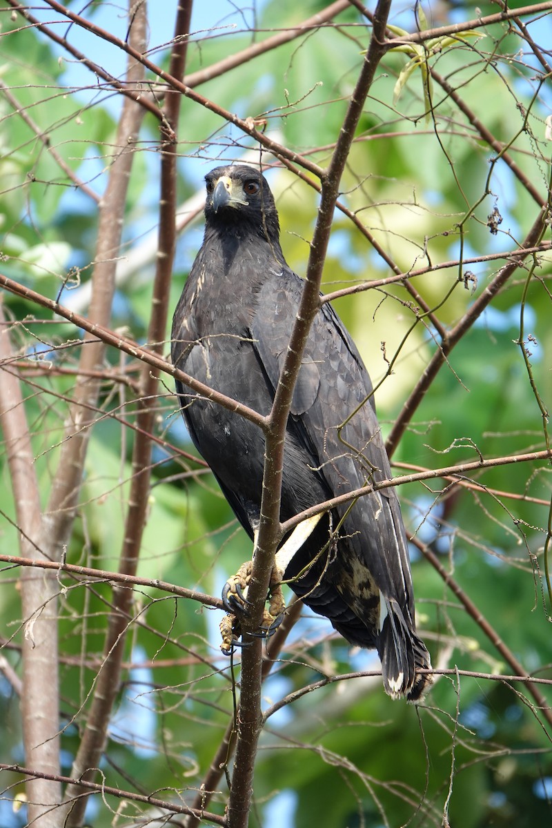 Buse urubu - ML637883444