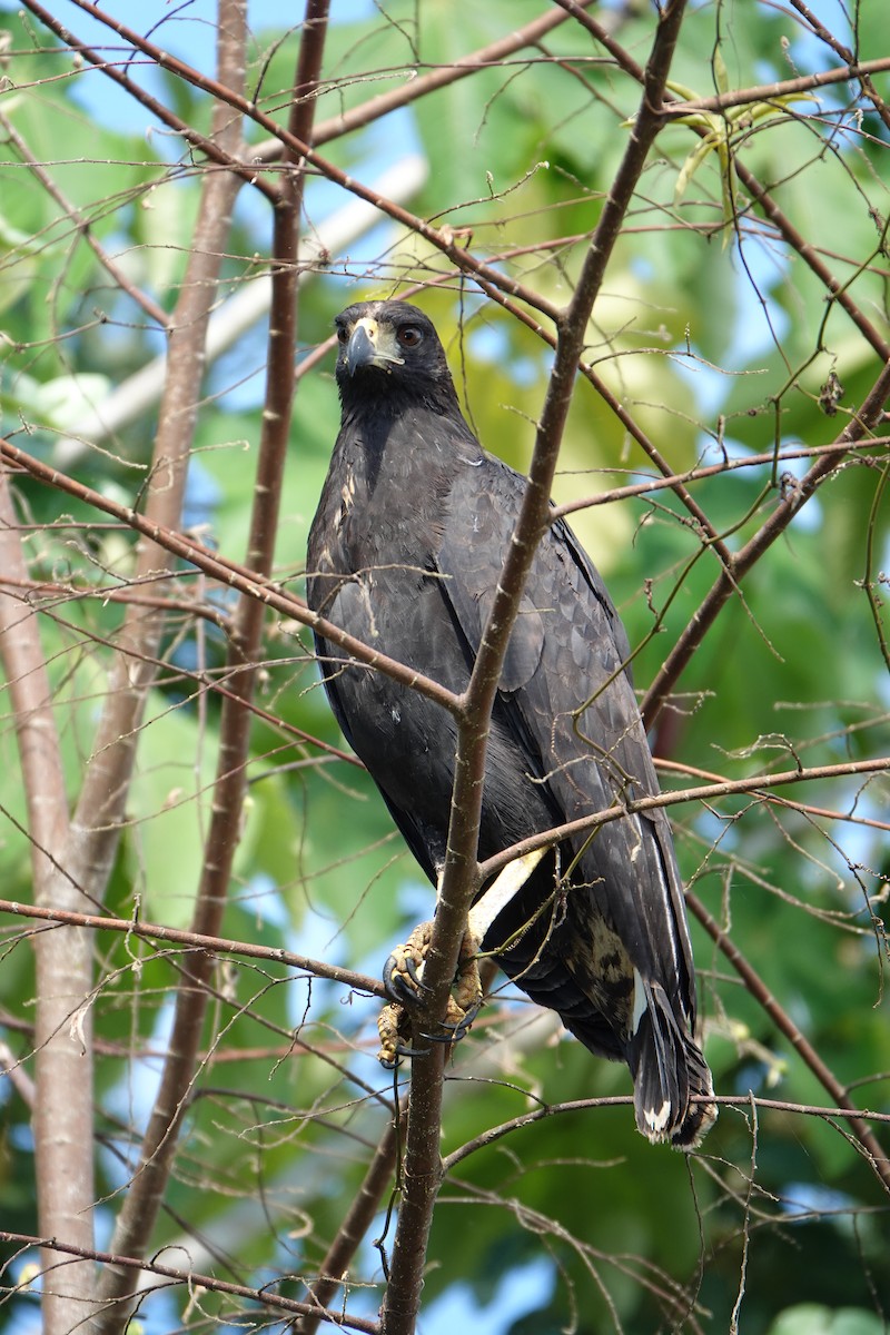 Buse urubu - ML637883445