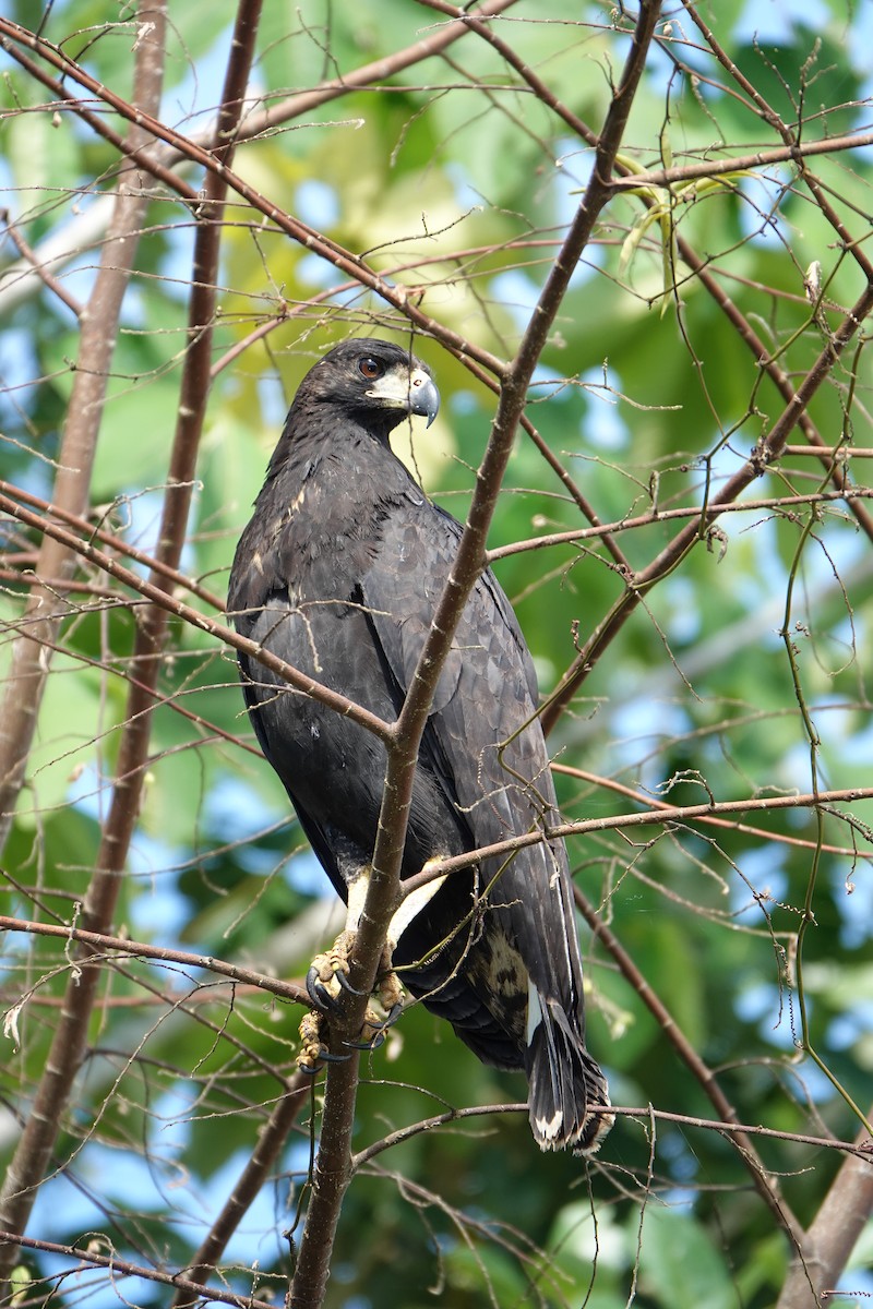 Buse urubu - ML637883446