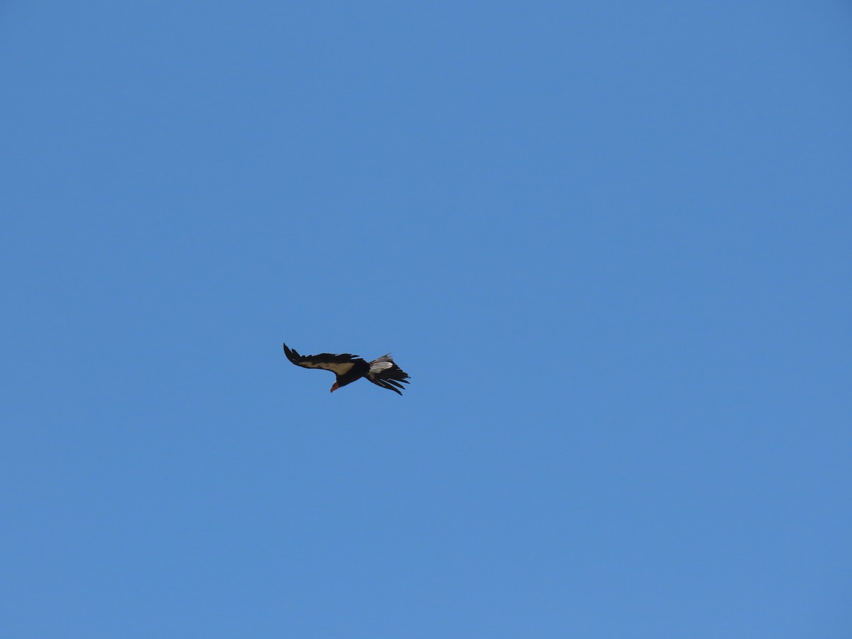 California Condor - ML637883459