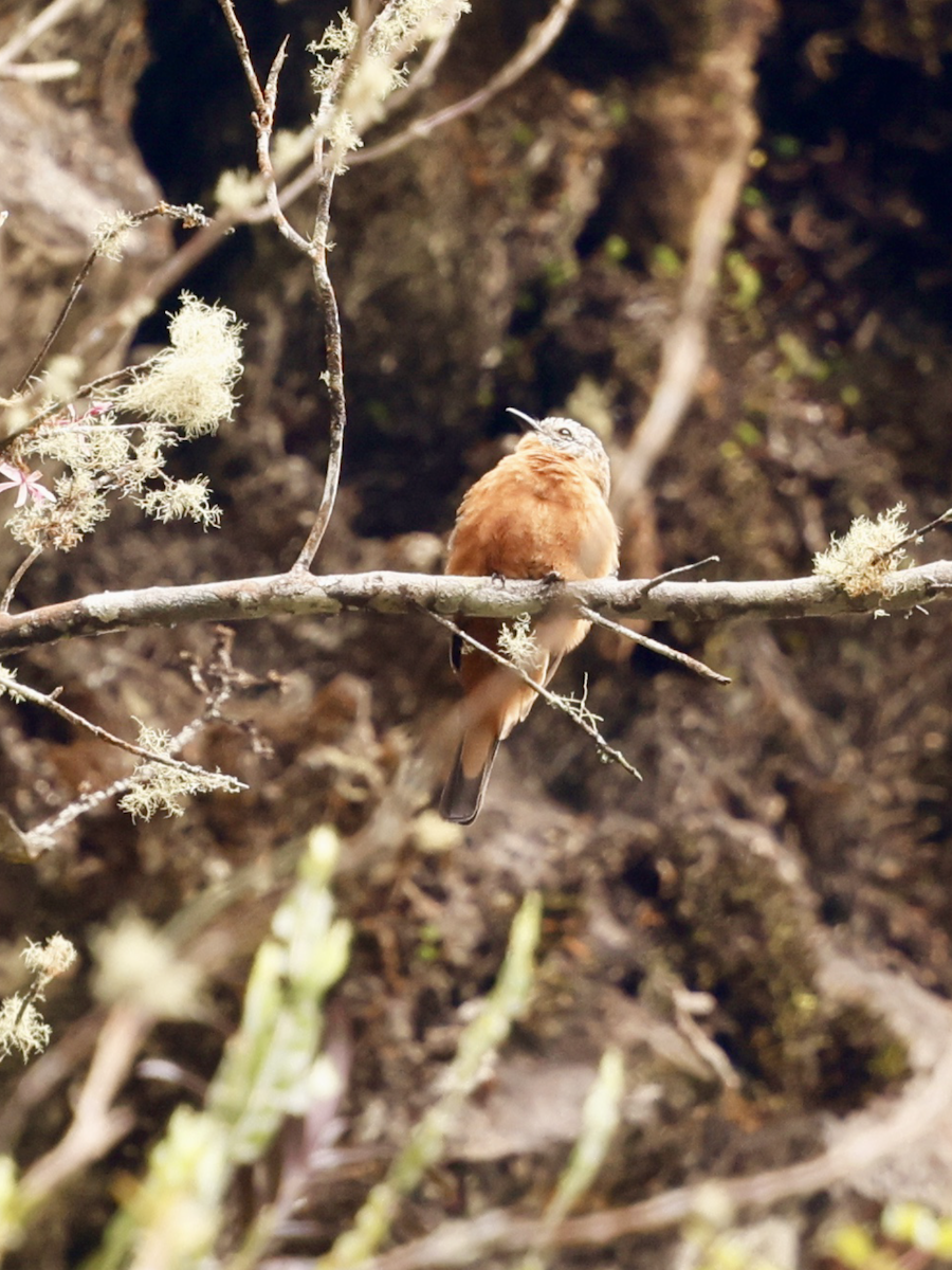 Cliff Flycatcher - ML637883470