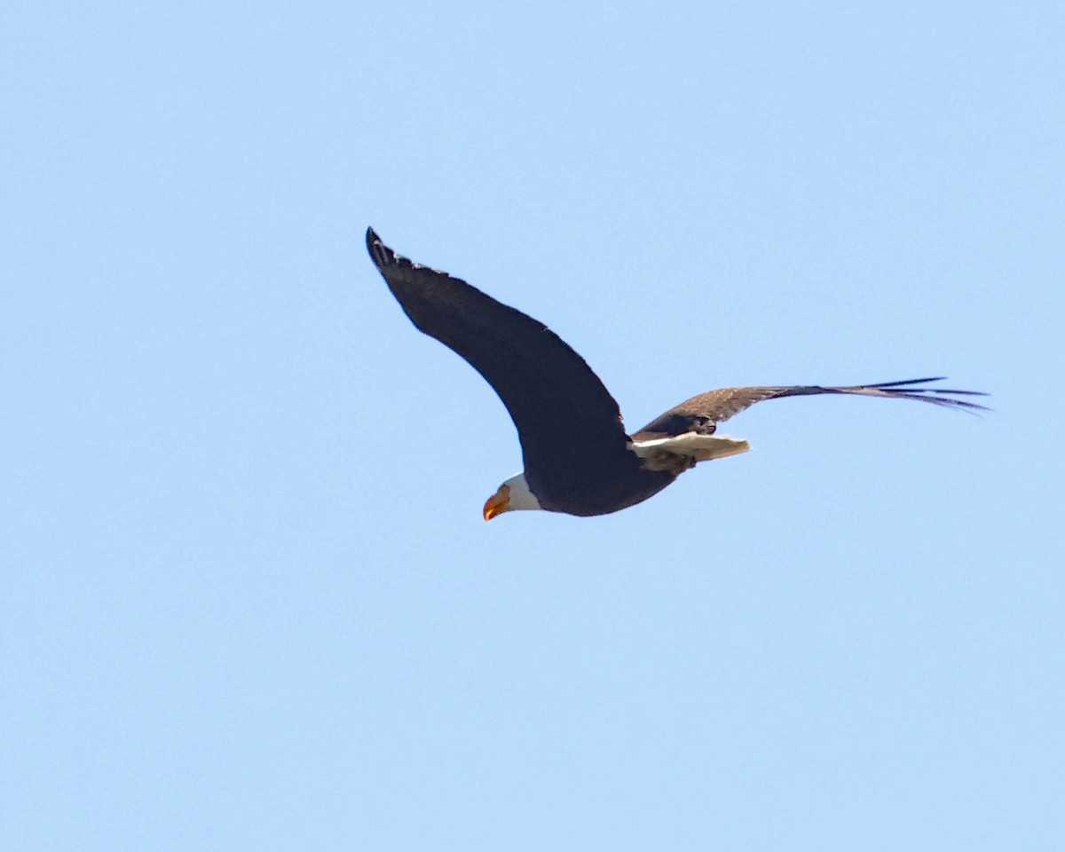Bald Eagle - ML637883471