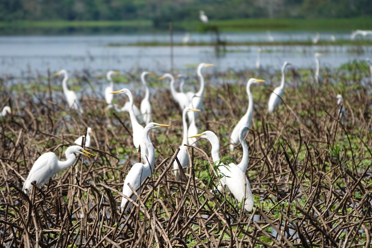 Grande Aigrette - ML637883472