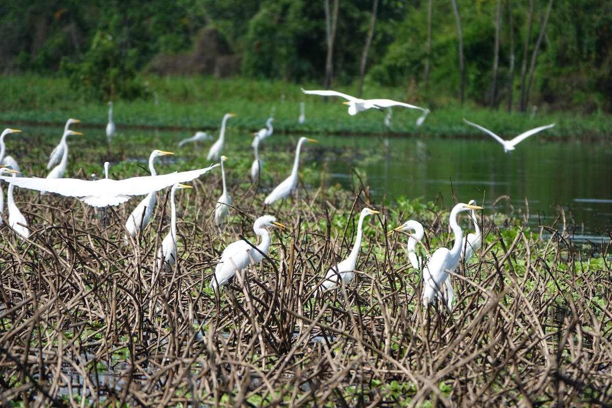 Grande Aigrette - ML637883473