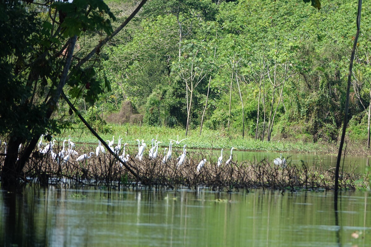 Grande Aigrette - ML637883474