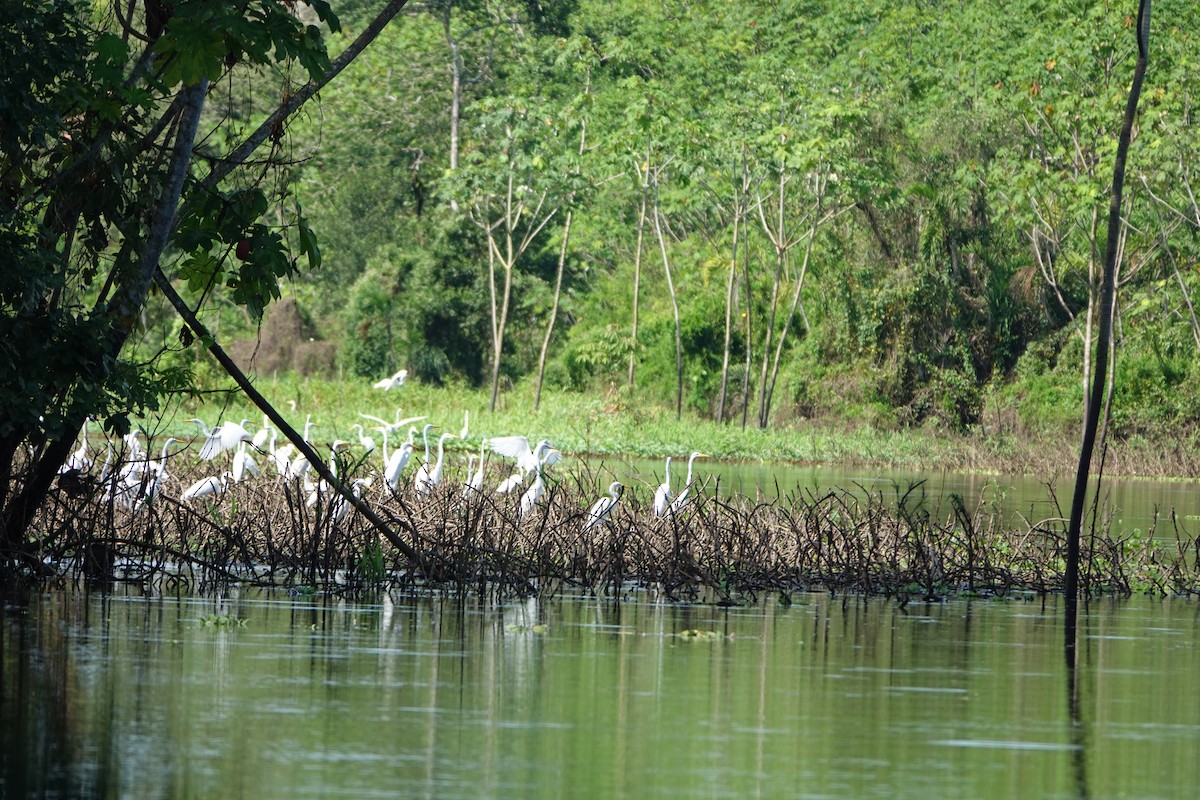 Grande Aigrette - ML637883475