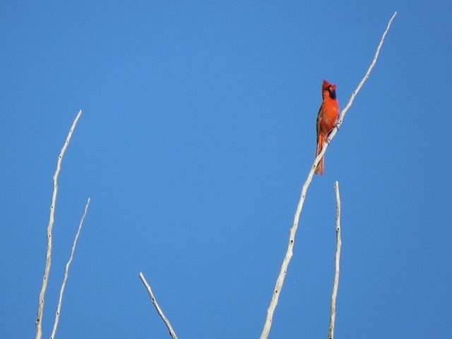 Rotkardinal [cardinalis-Gruppe] - ML637883519