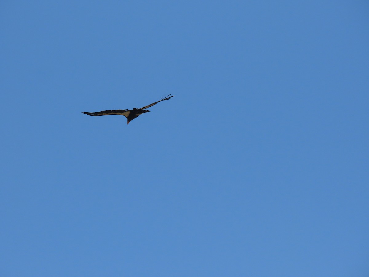 California Condor - ML637883570