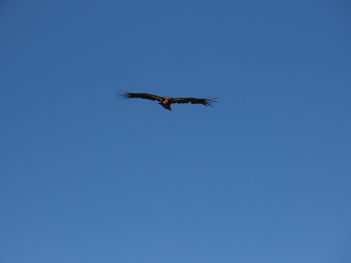 California Condor - ML637883591