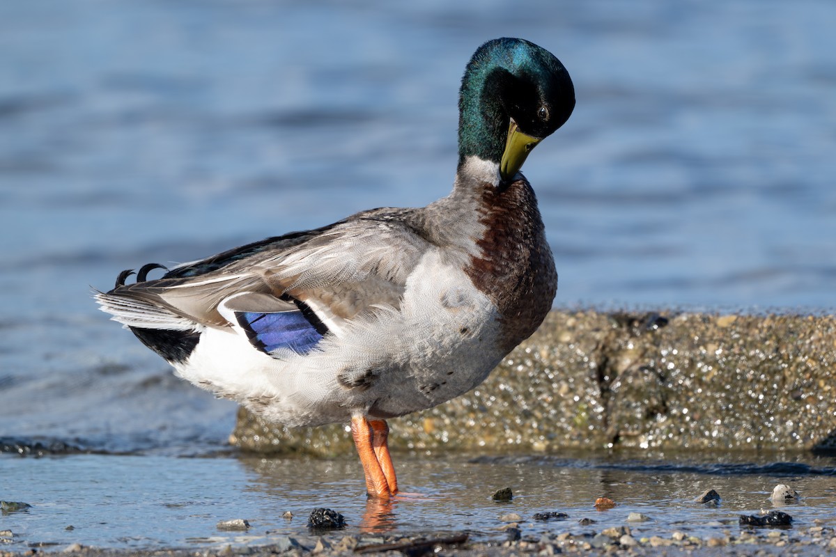 Mallard - ML637883636