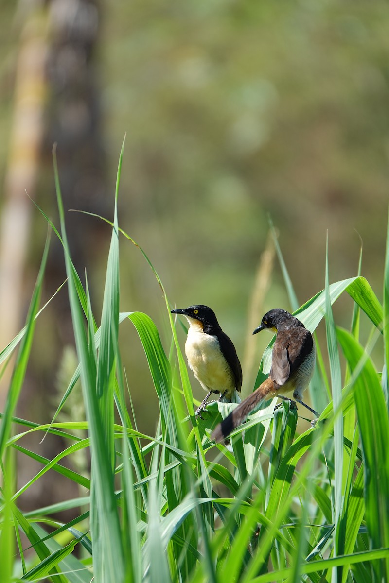 Donacobe à miroir - ML637883646