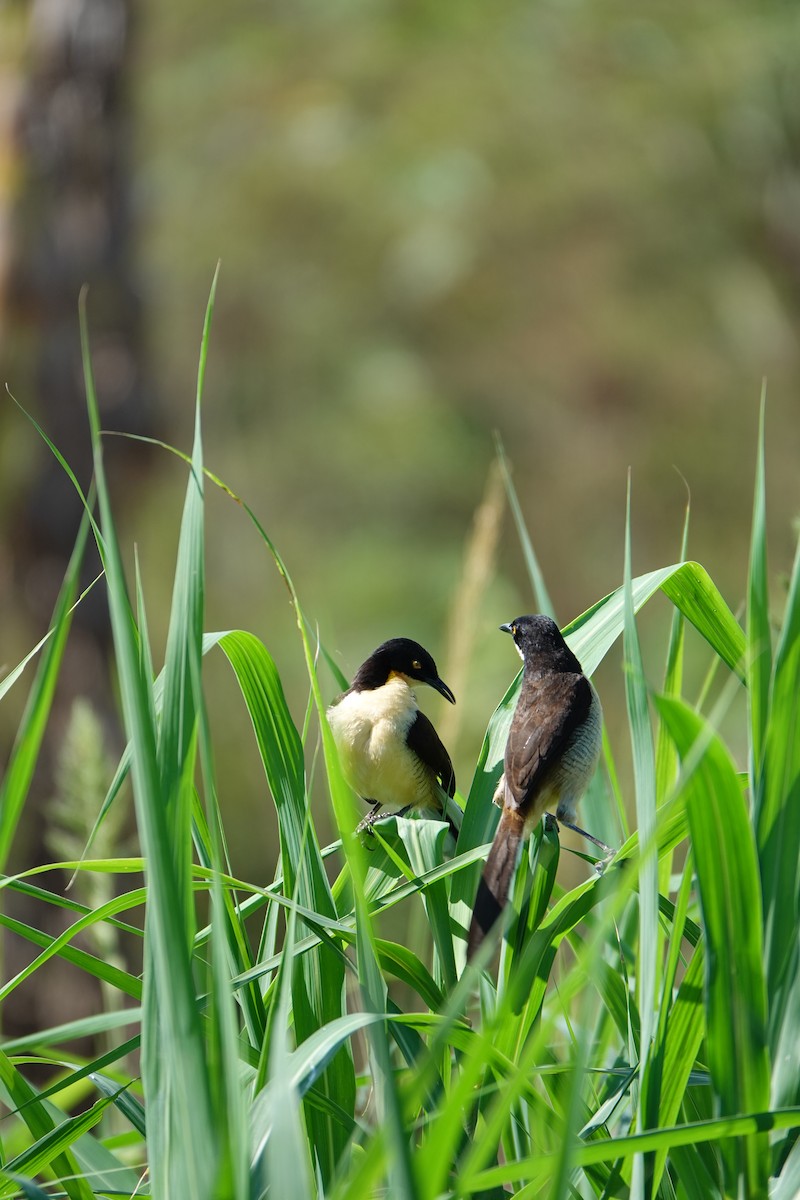 Donacobe à miroir - ML637883647