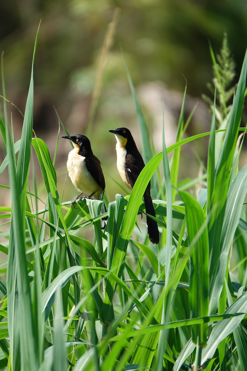Donacobe à miroir - ML637883648