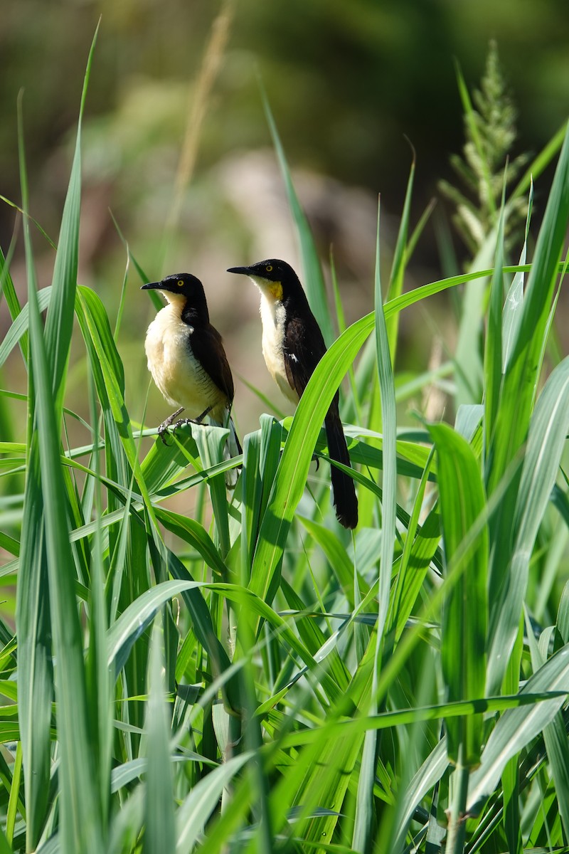 Donacobe à miroir - ML637883649