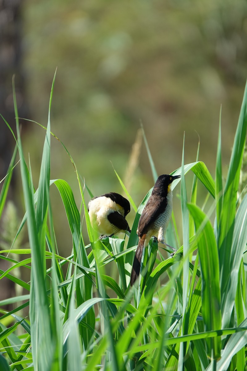 Donacobe à miroir - ML637883650