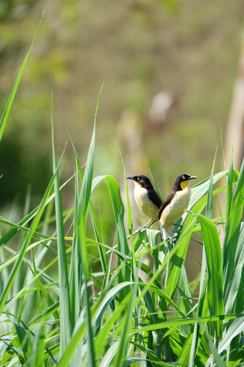 Donacobe à miroir - ML637883651