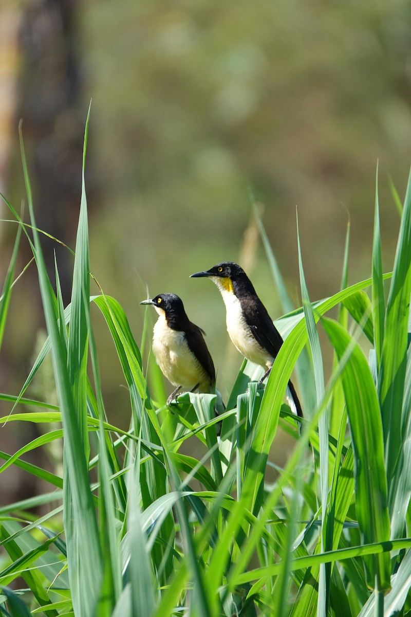 Donacobe à miroir - ML637883652