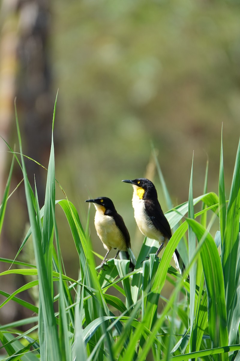 Donacobe à miroir - ML637883653