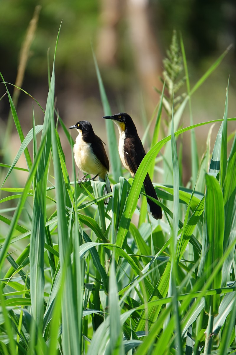 Donacobe à miroir - ML637883654